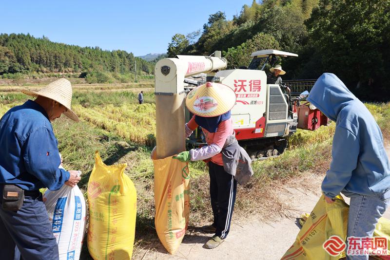 增产5%！福建水稻新品种在顺昌喜获丰收