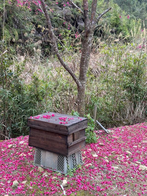 漳浦县石榴镇车本村樱花树下的蜂箱（陈潘婷 摄）.jpg
