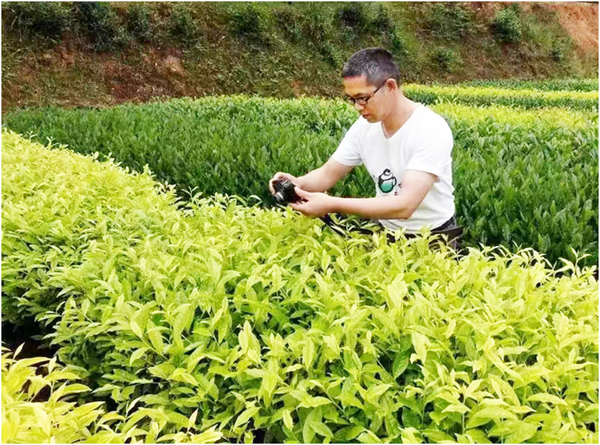 用科技破解茶语密码的“科特派”